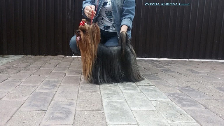  ZVEZDA ALBIONA SUNCHINE KLEOPATRA — Labaza DogPedigree YorkshireTerrier